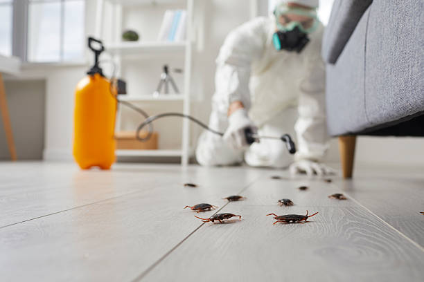 Post-Treatment Bed Bug Interceptor Monitoring in D'Iberville